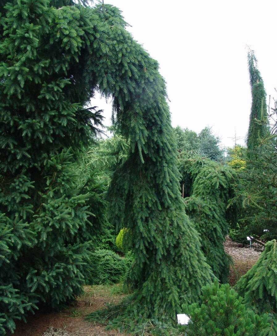 Ель Сербская Оморика Пендула