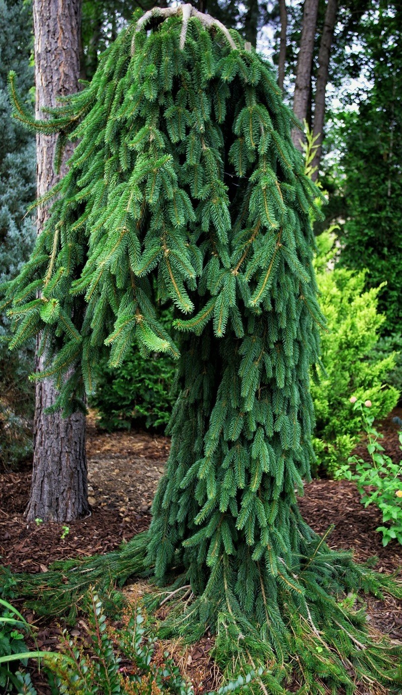 Ель обыкновенная Фробург Picea Abies Frohburg