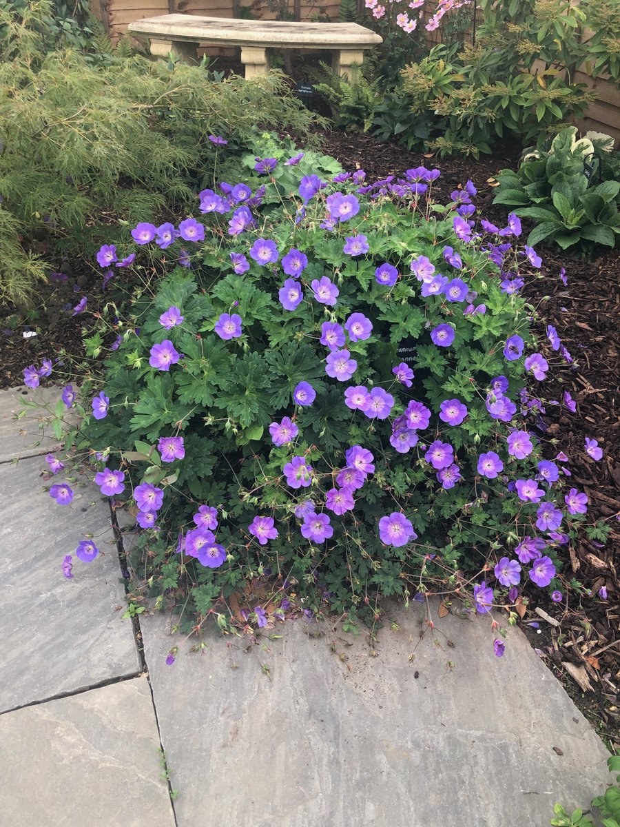 Герань великолепная Розанна