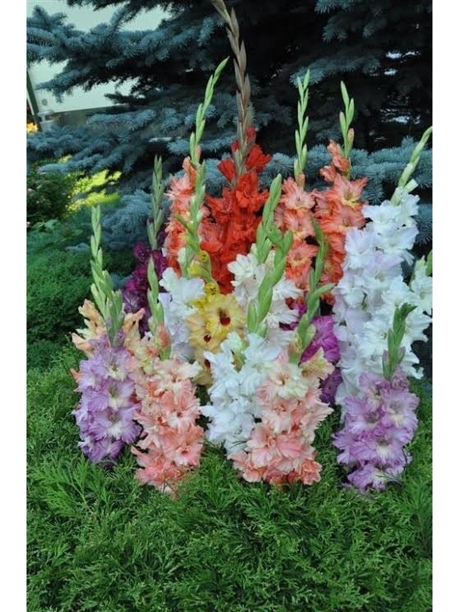 Гладиолус смесь сортовая