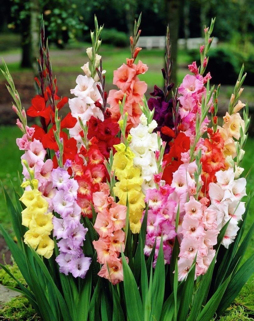 Гладиолус Гламини