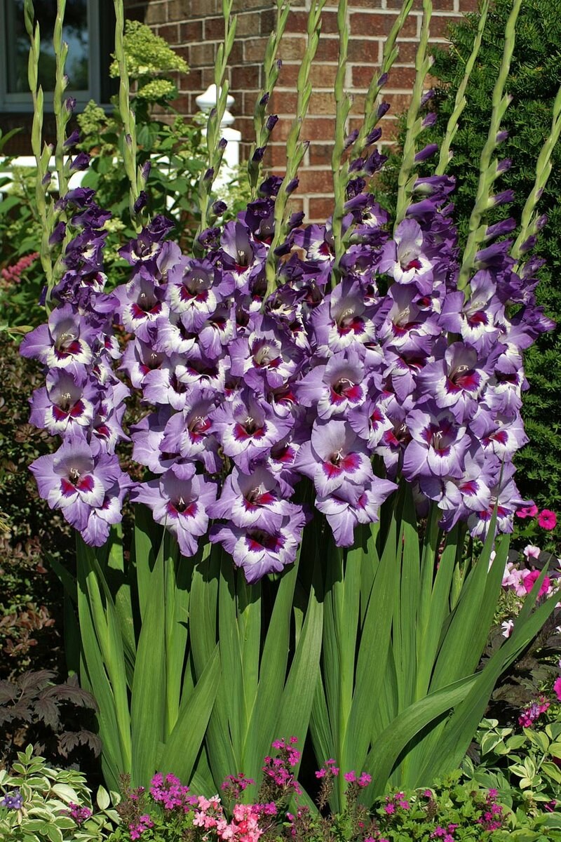 Луковичные гладиолусы