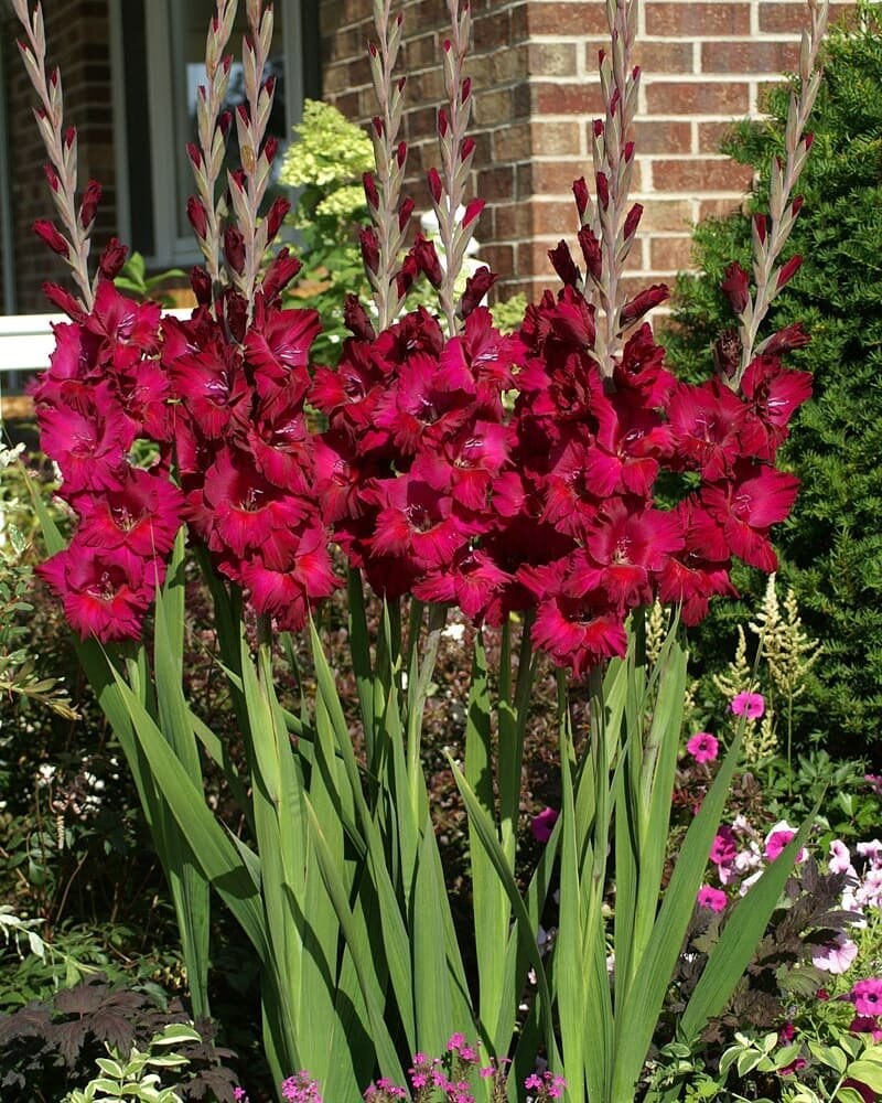 Гладиолус Plumtart