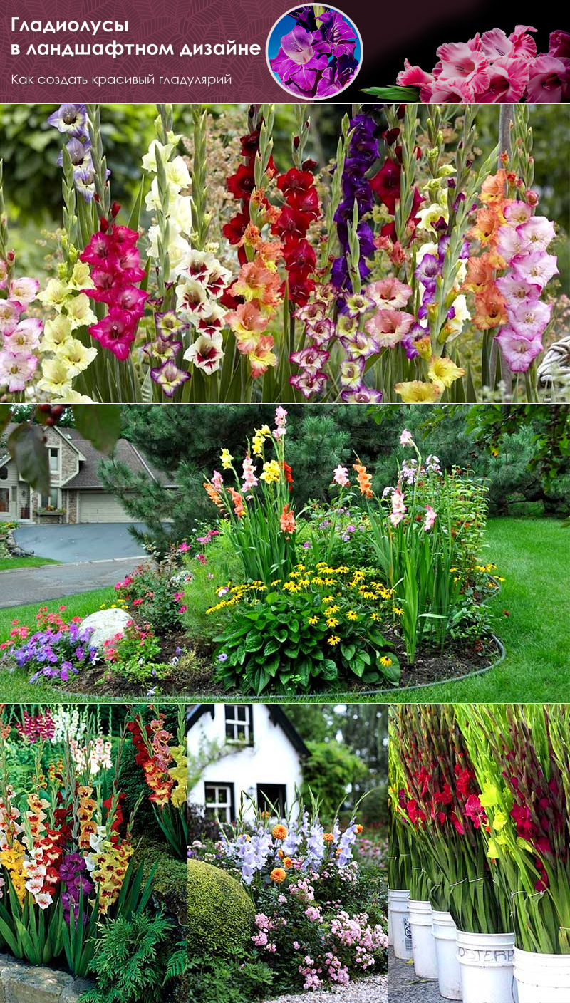 Гладиолусы с пионами на клумбе