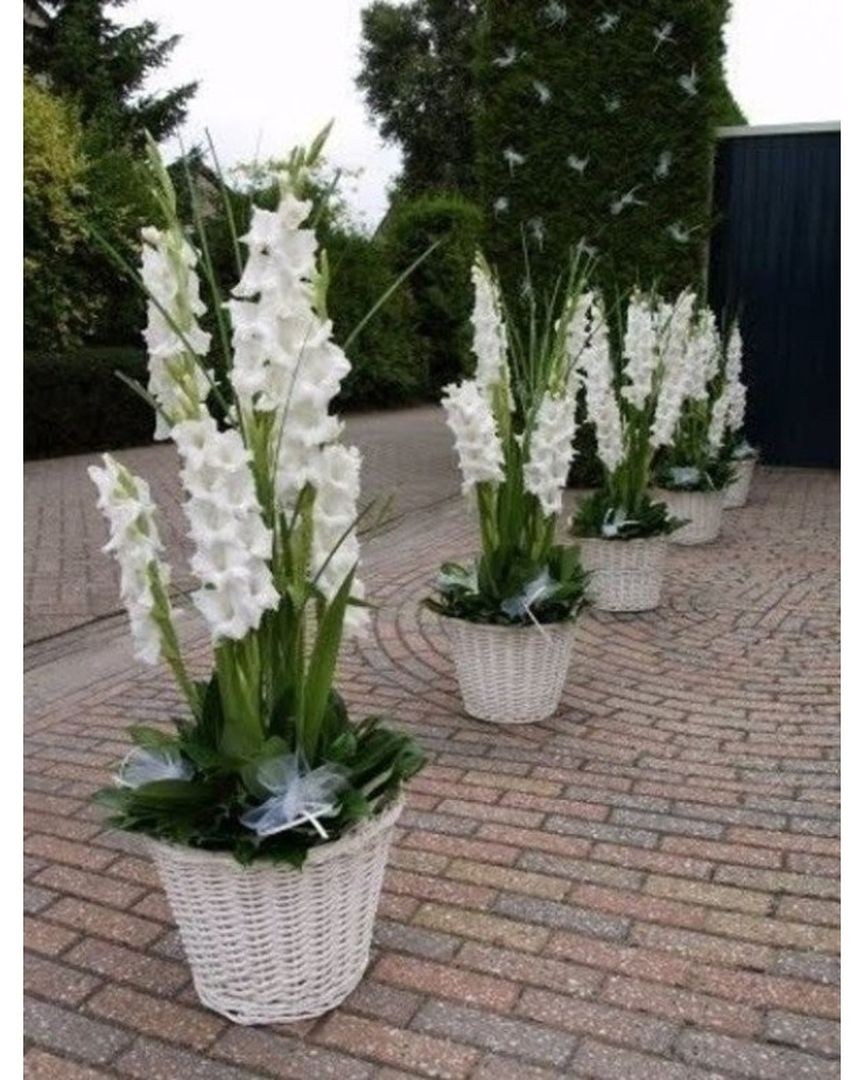 Клумба с гладиолусами