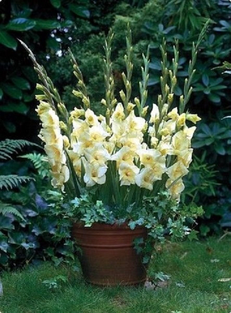 Гладиолус Гламини