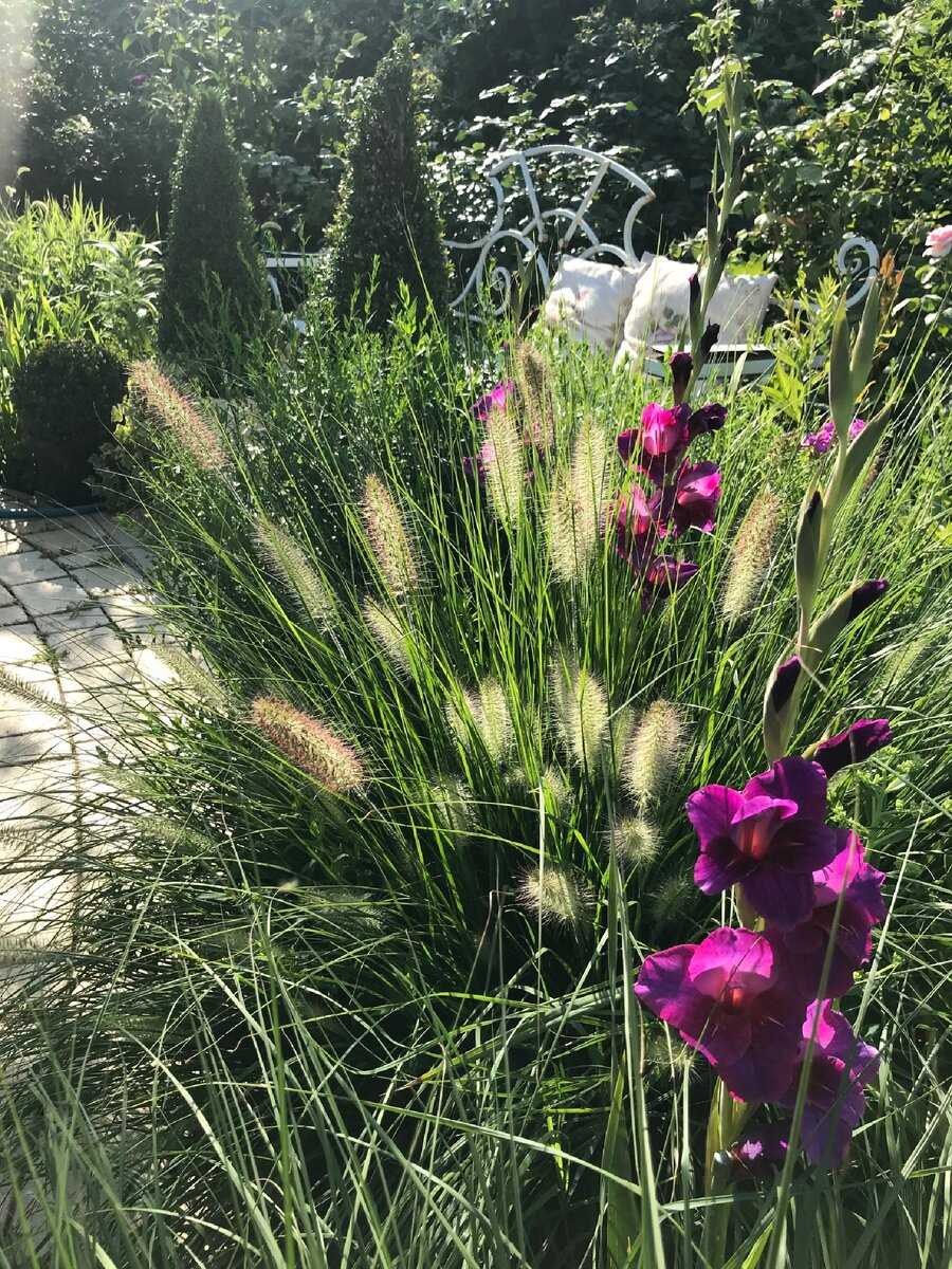 Пеннисетум Блэк Бьюти