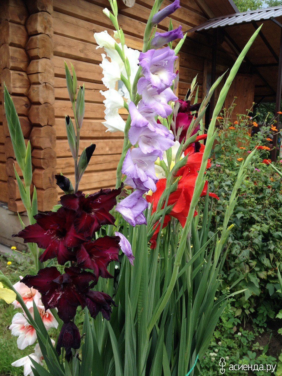 Лилии с гладиолусами в клумбе