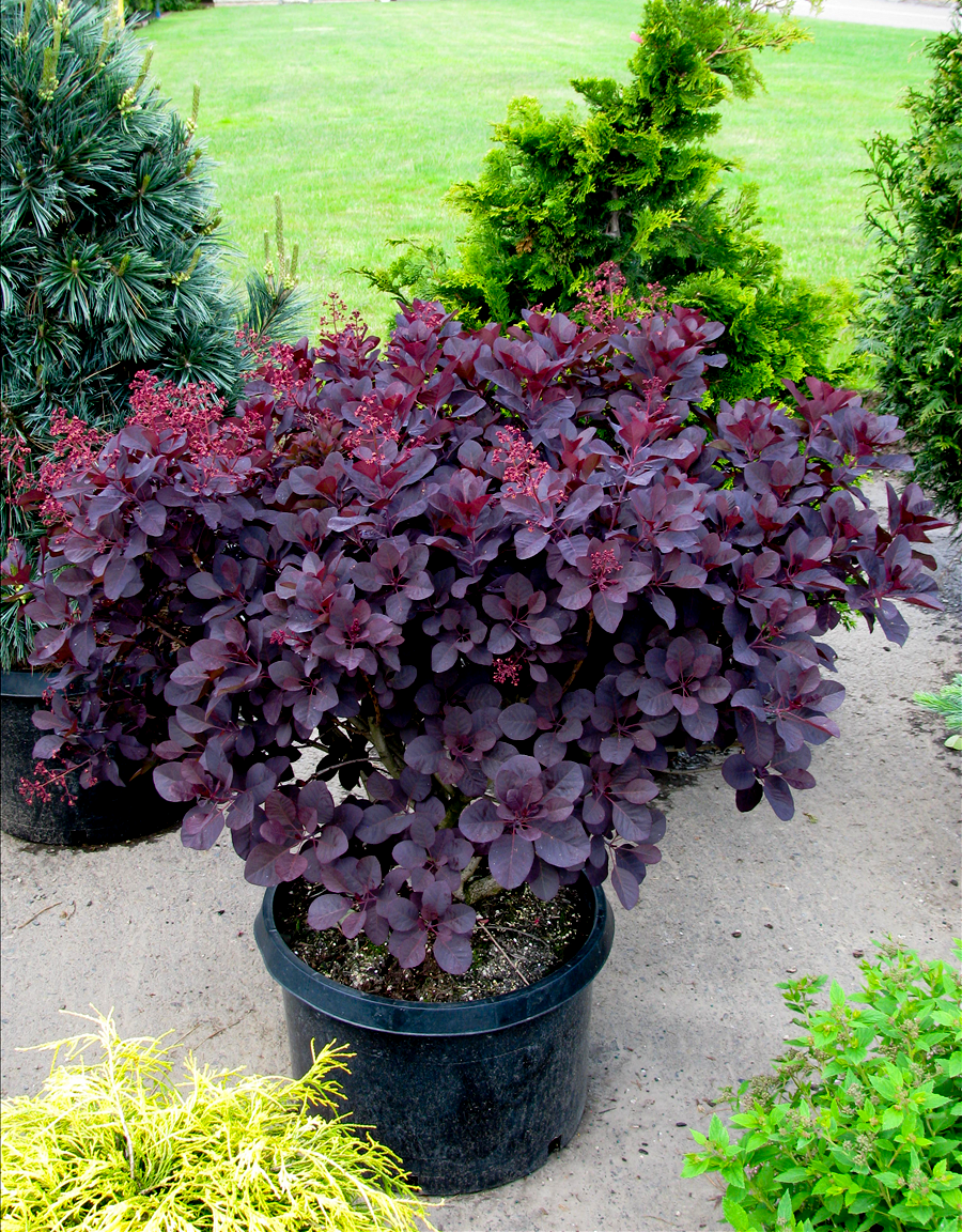 Скумпия Кожевенная (Cotinus coggygria `Royal Purple`)