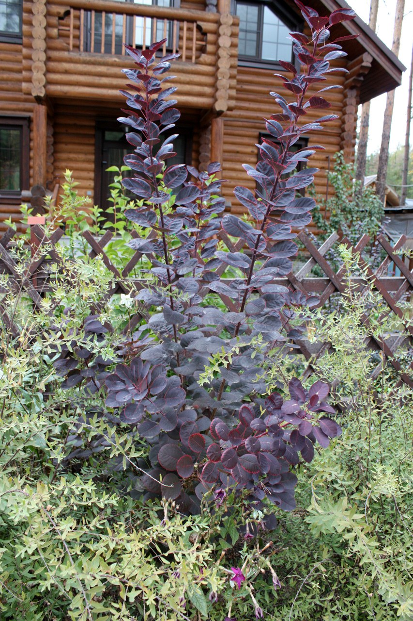 Скумпия Royal Purple