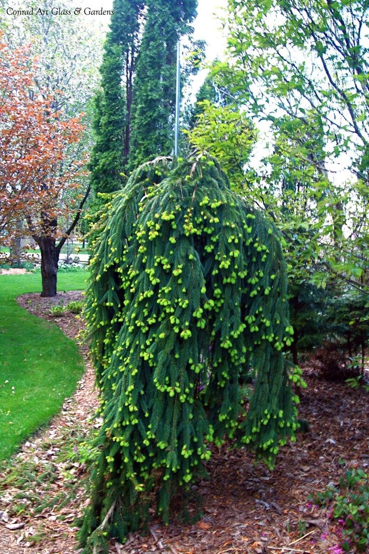 Ель обыкновенная Пендула