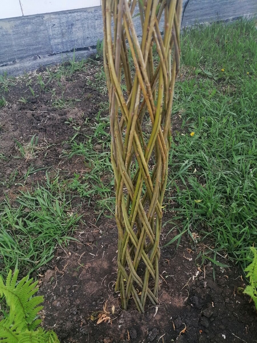 Плетистая Ива,датские корни