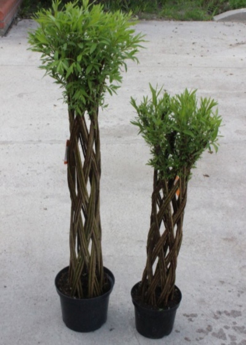 Ива плетеная датские корни (Salix viminalis)