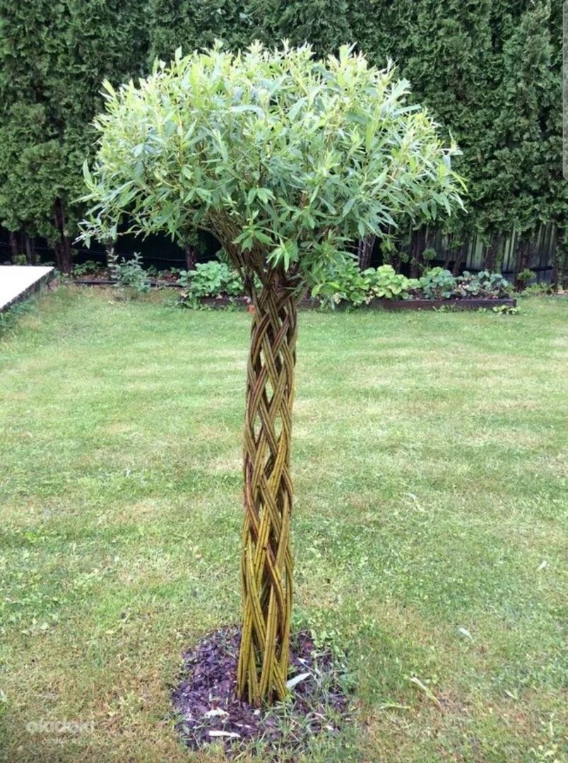 Ива плетёная Хакуро нишики