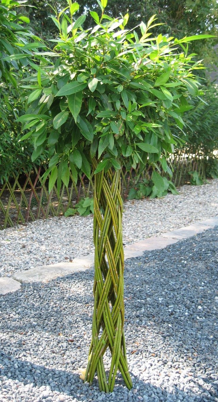 Ива плетеная Живая