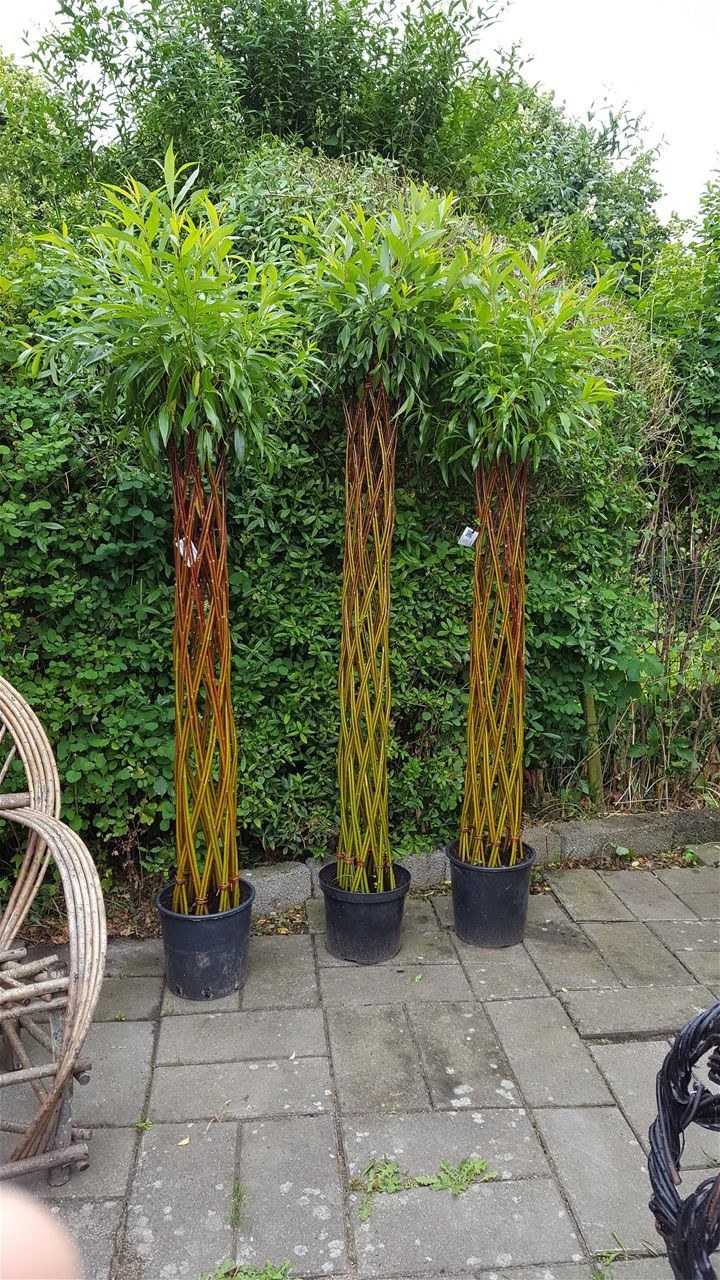 Сибирская Ива плетение