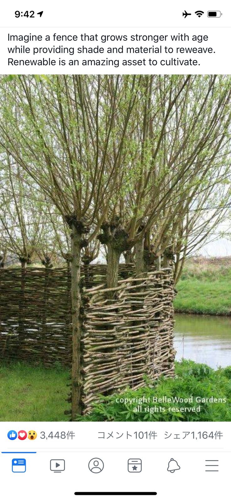 Живая изгородь плетень Ива