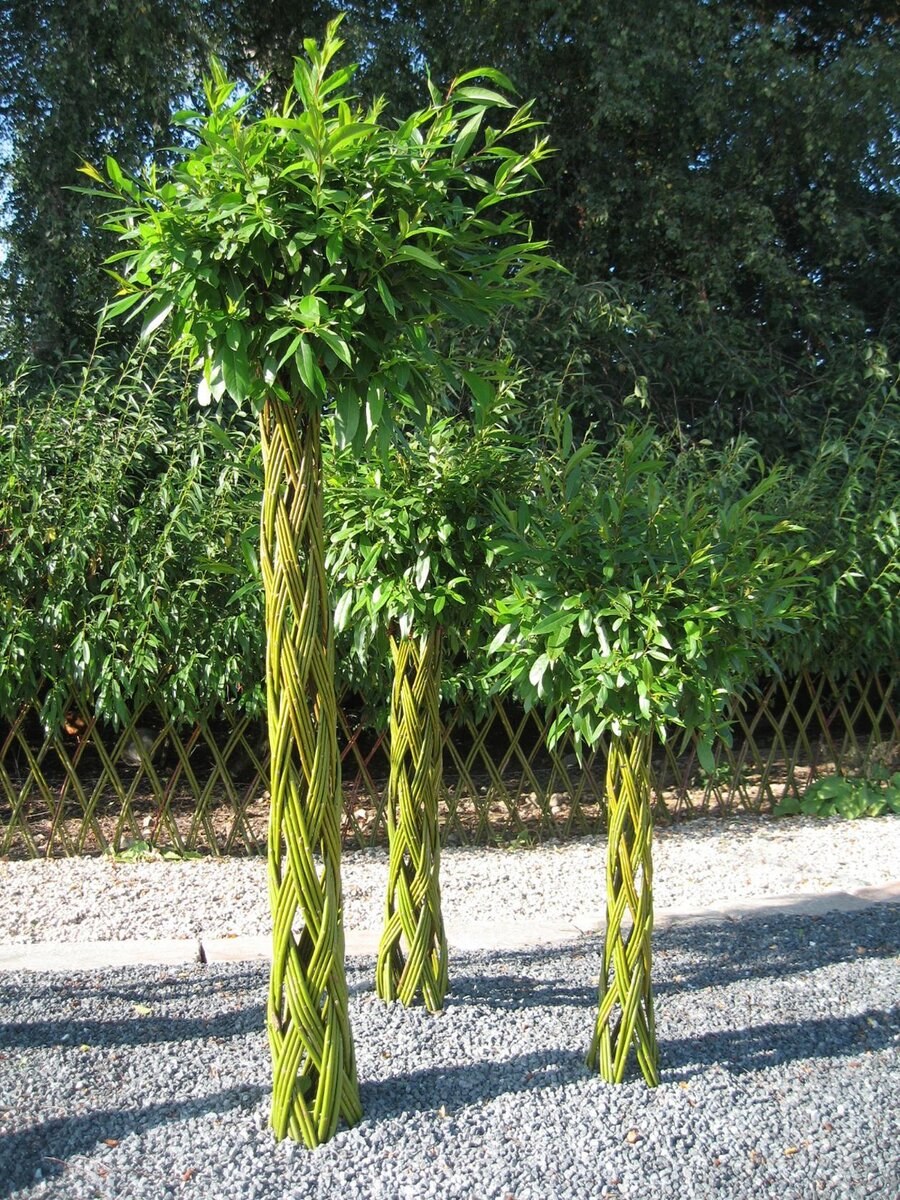 Ива плетеная датские корни (Salix viminalis)