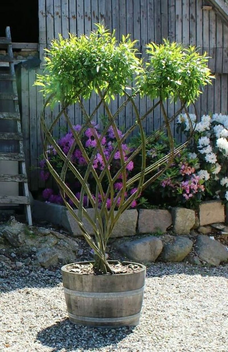 Ива плетеная Живая