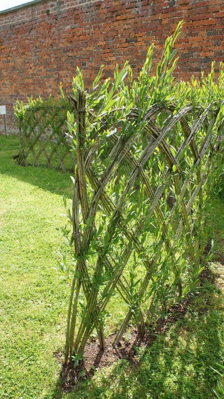 Ива плакучая для живой изгороди