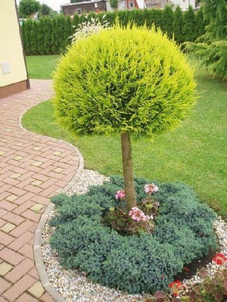 Туя штамбовая шар