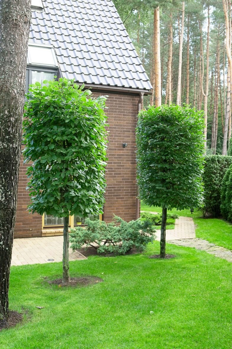 Шелковица штамбовая плакучая