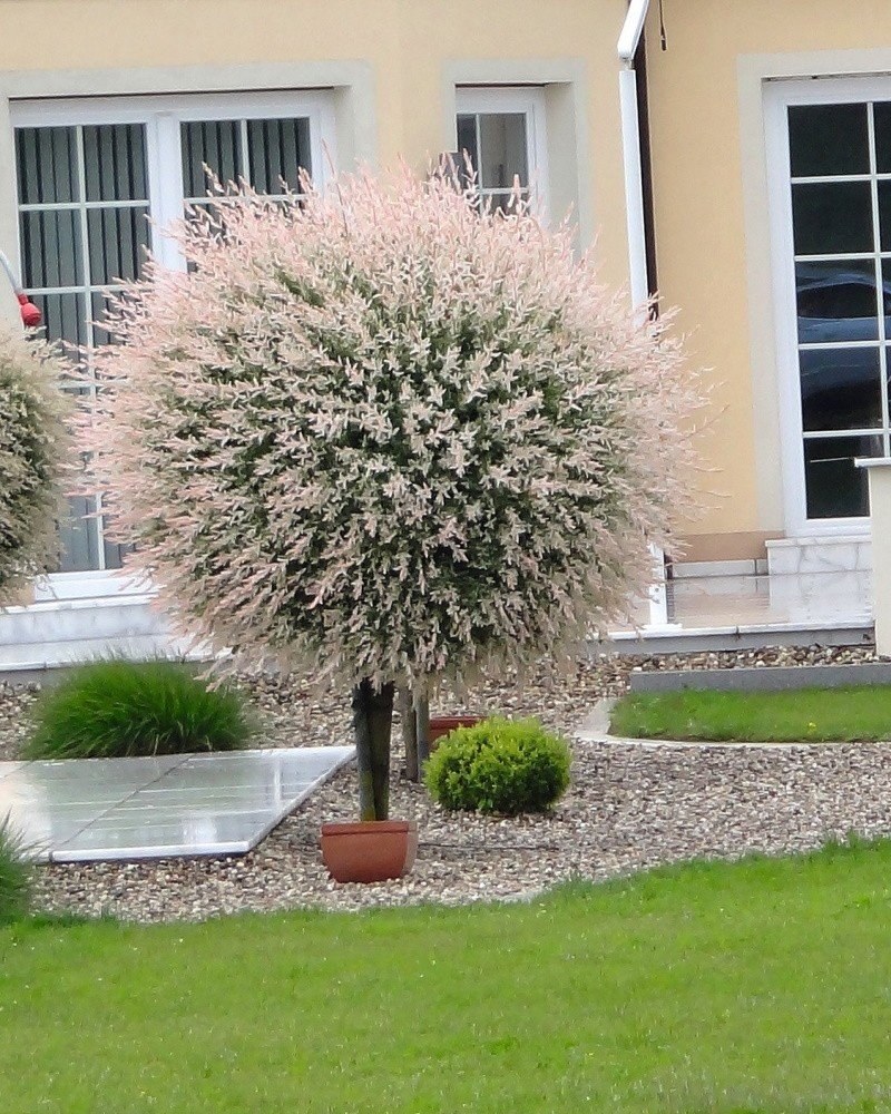 Ива цельнолистная Хакуро-нишики