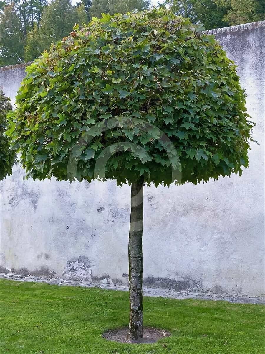 Клен платановидный Глобозум