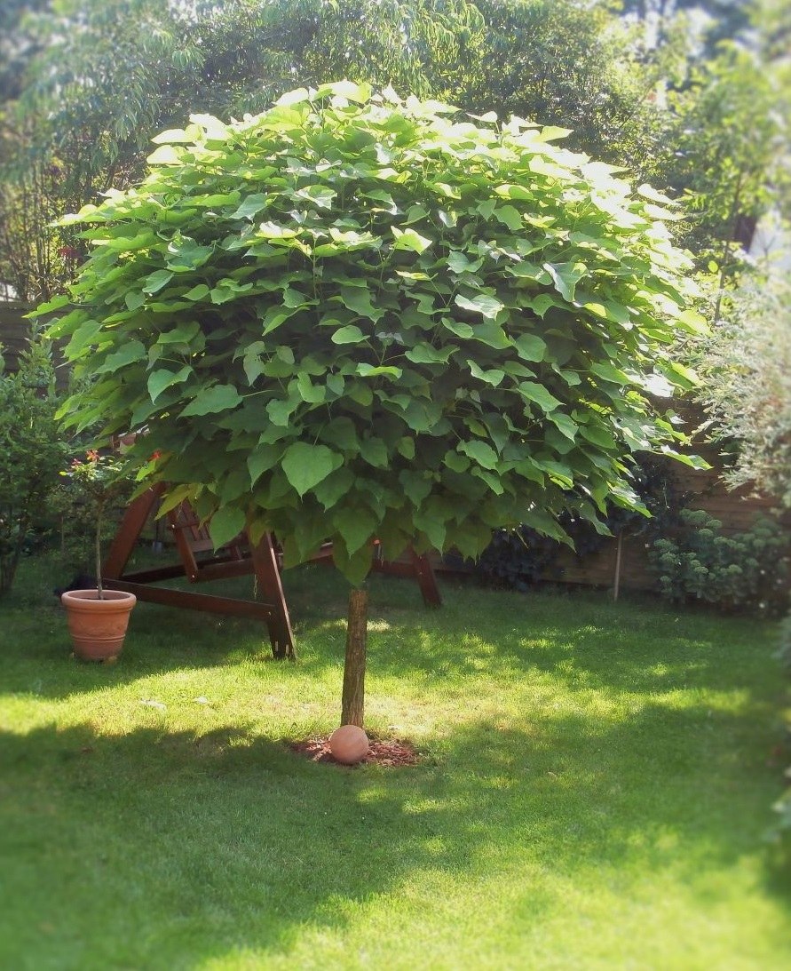 Катальпа бигнониевидная (Catalpa bignonioides)