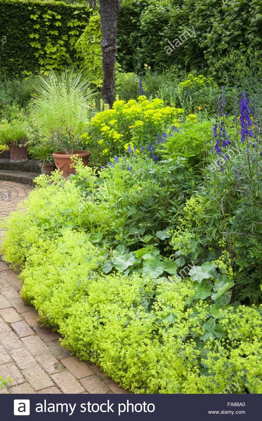 Роза манжетка котовник