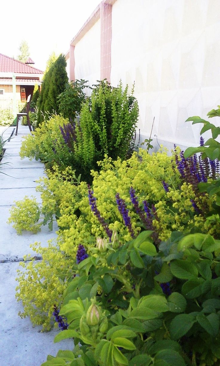 Шалфей и котовник