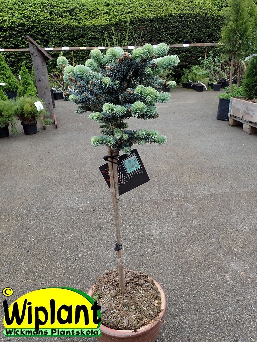 Ель Глаука Глобоза