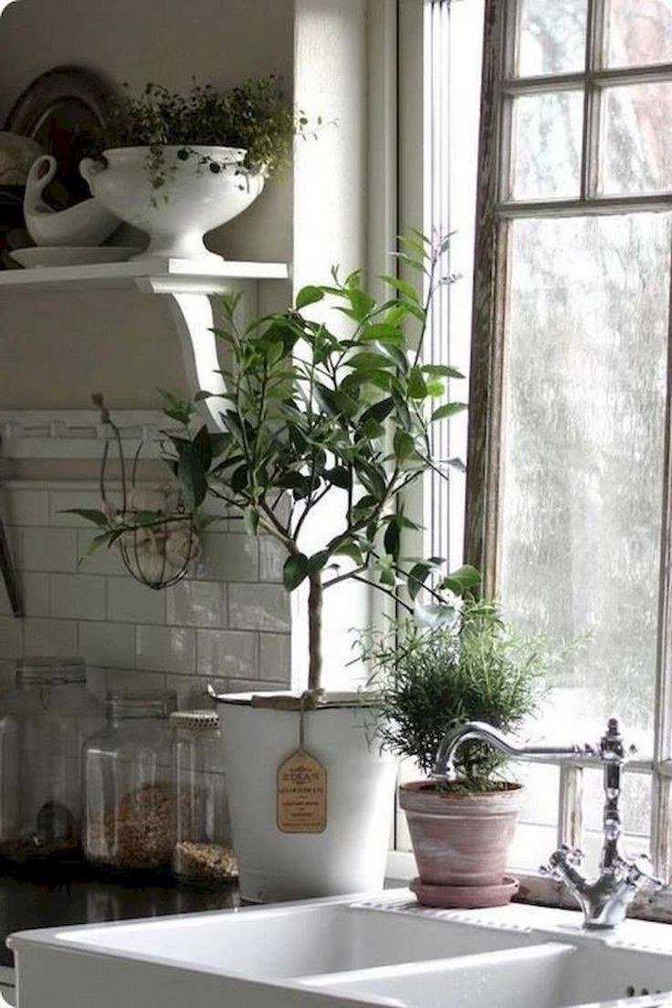 Комнатные растения в интерьере кухни