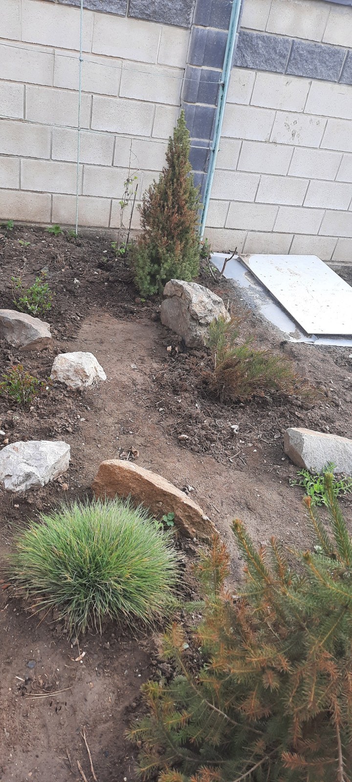 Минт джулеп на клумбе