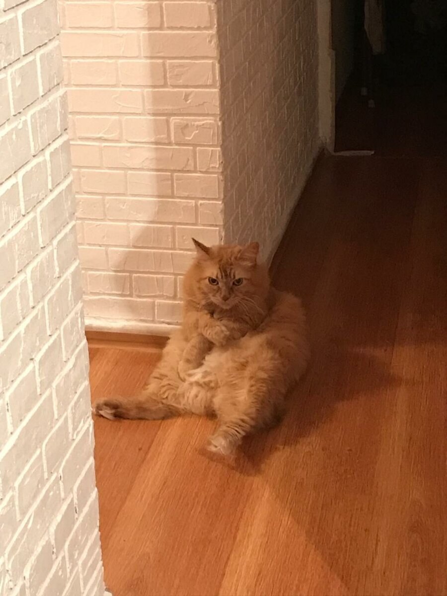 Защитные панели для стен от кошек