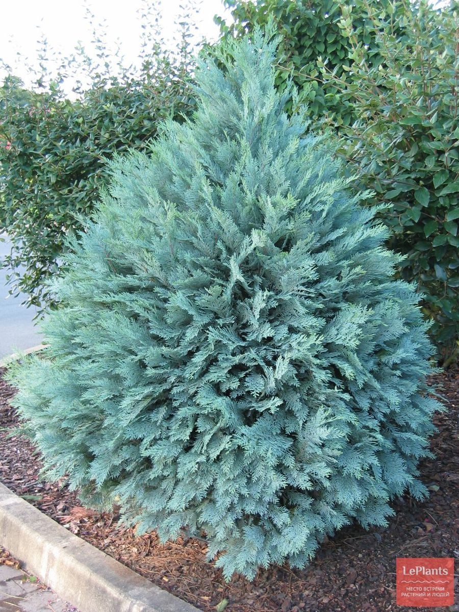 Кипарисовик Лавсона Брю