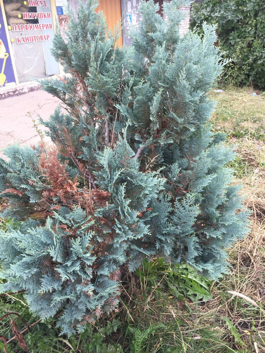 Кипарисовик Лавсона Пелтс Блю