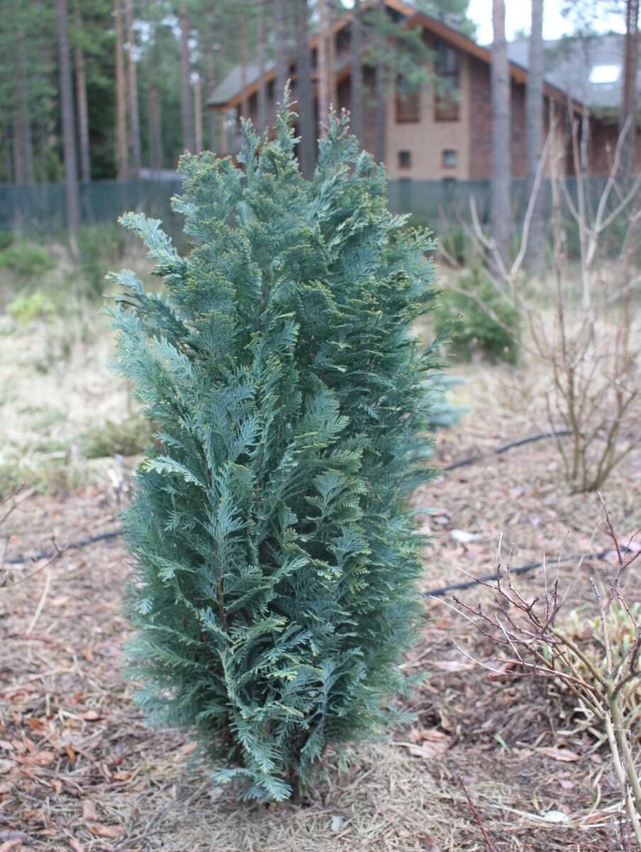 Кипарисовик Лавсона Элвуди Пиллар