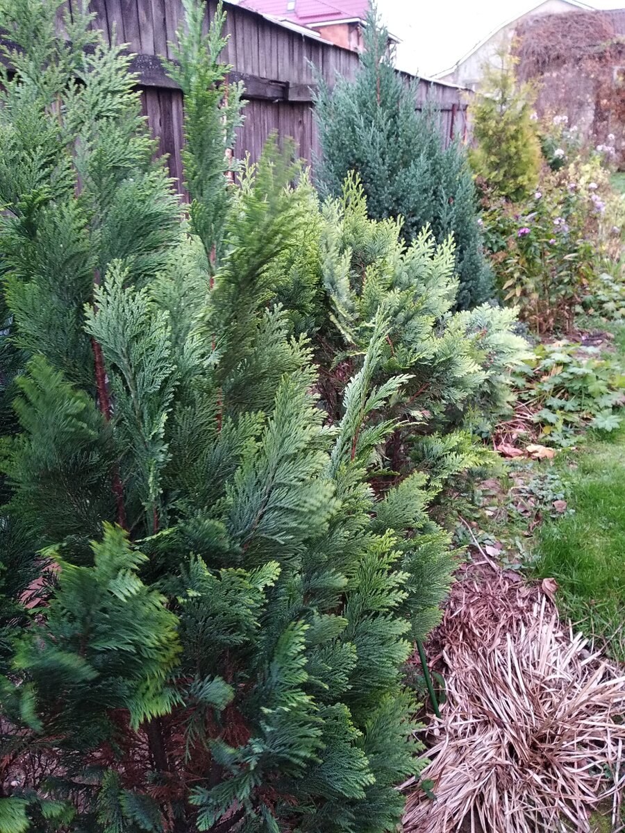 Кипарисовик Лавсона Грин Пилар