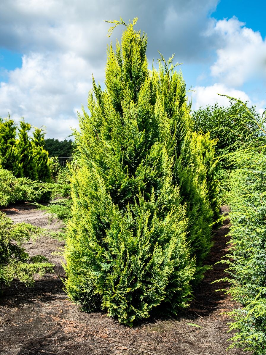 Кипарисовик Лавсона Ивонне