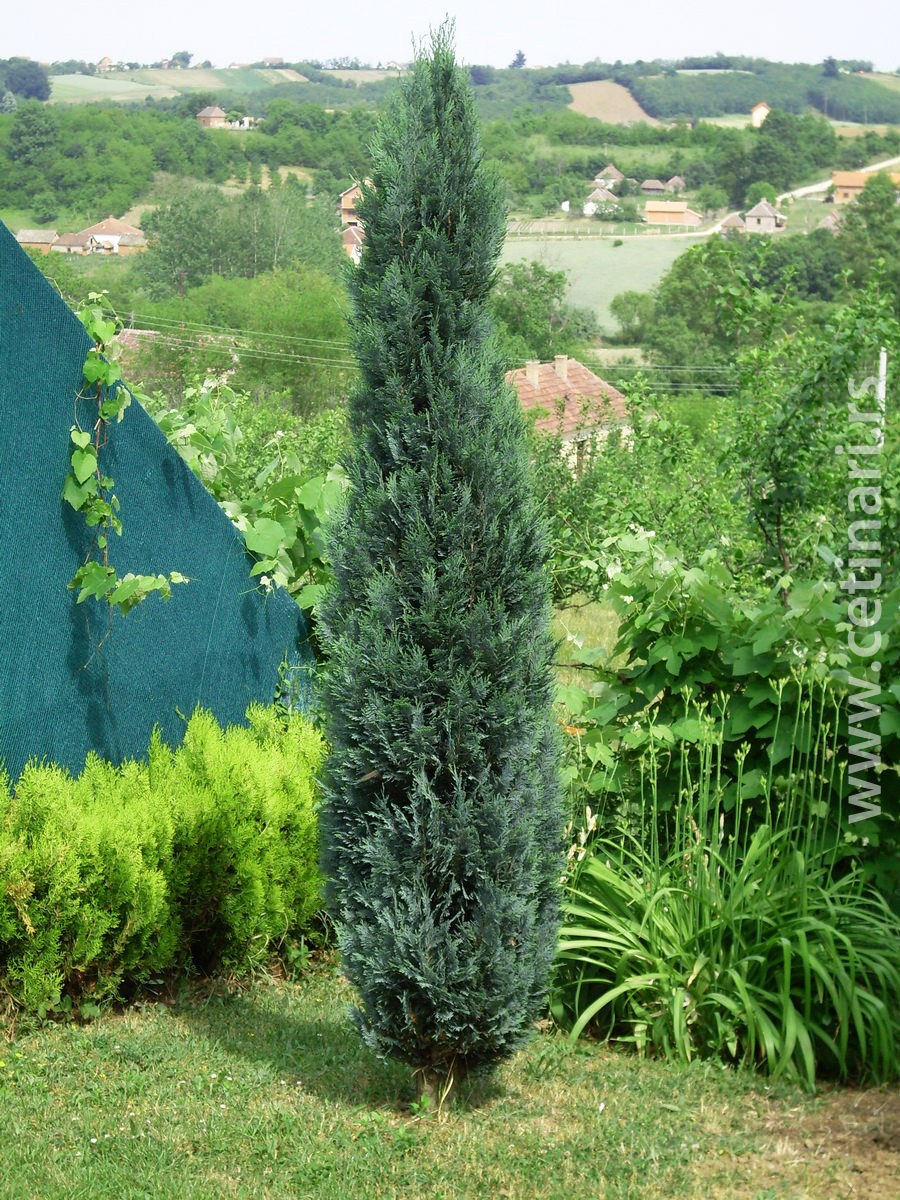 Кипарис Лавсона Колумнарис