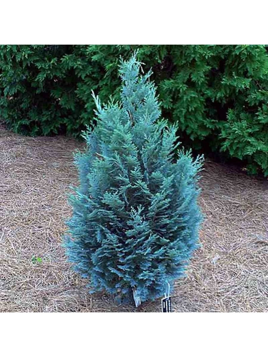 Кипарисовик Лавсона Стардаст