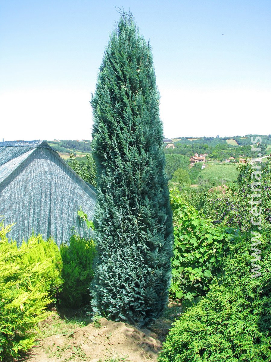 Кипарисовик Лавсона columnaris (Колумнарис)