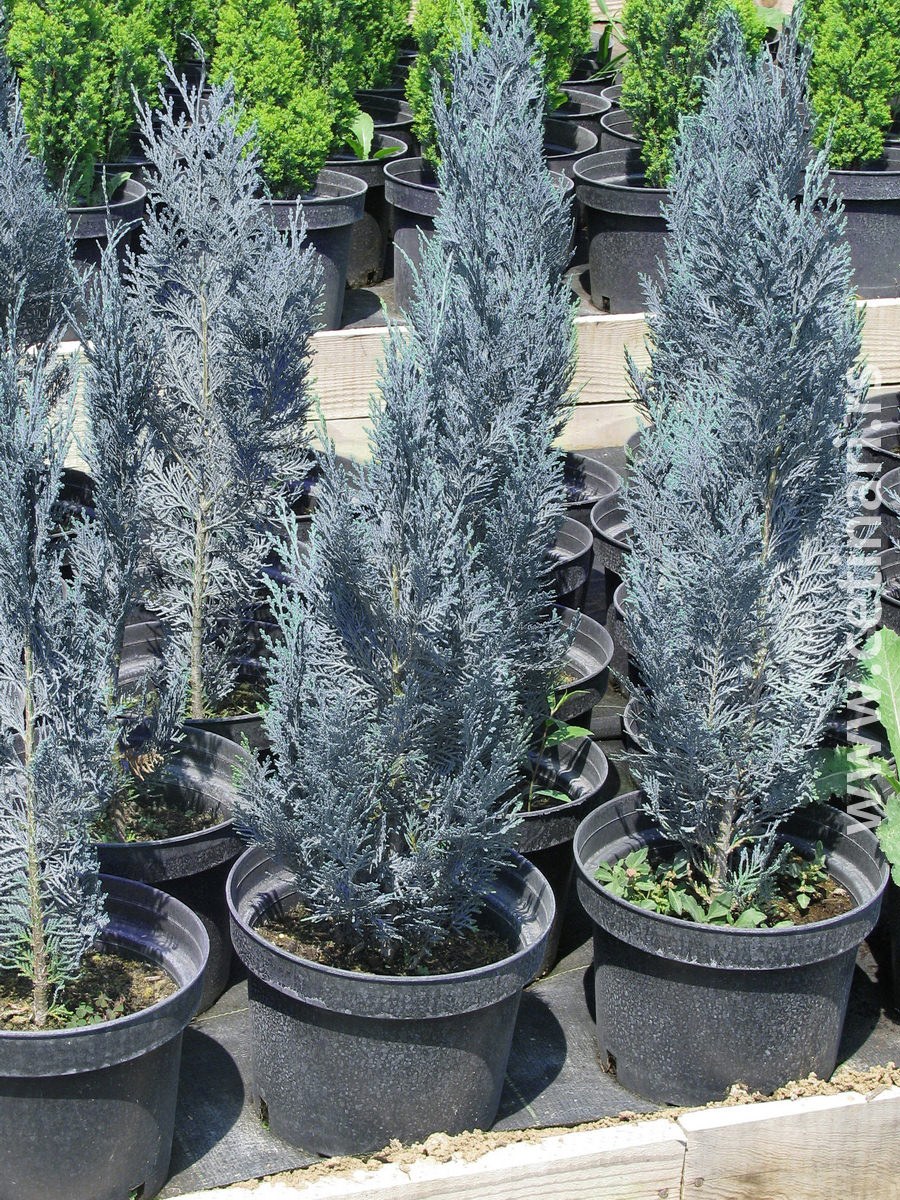 Chamaecyparis lawsoniana columnaris