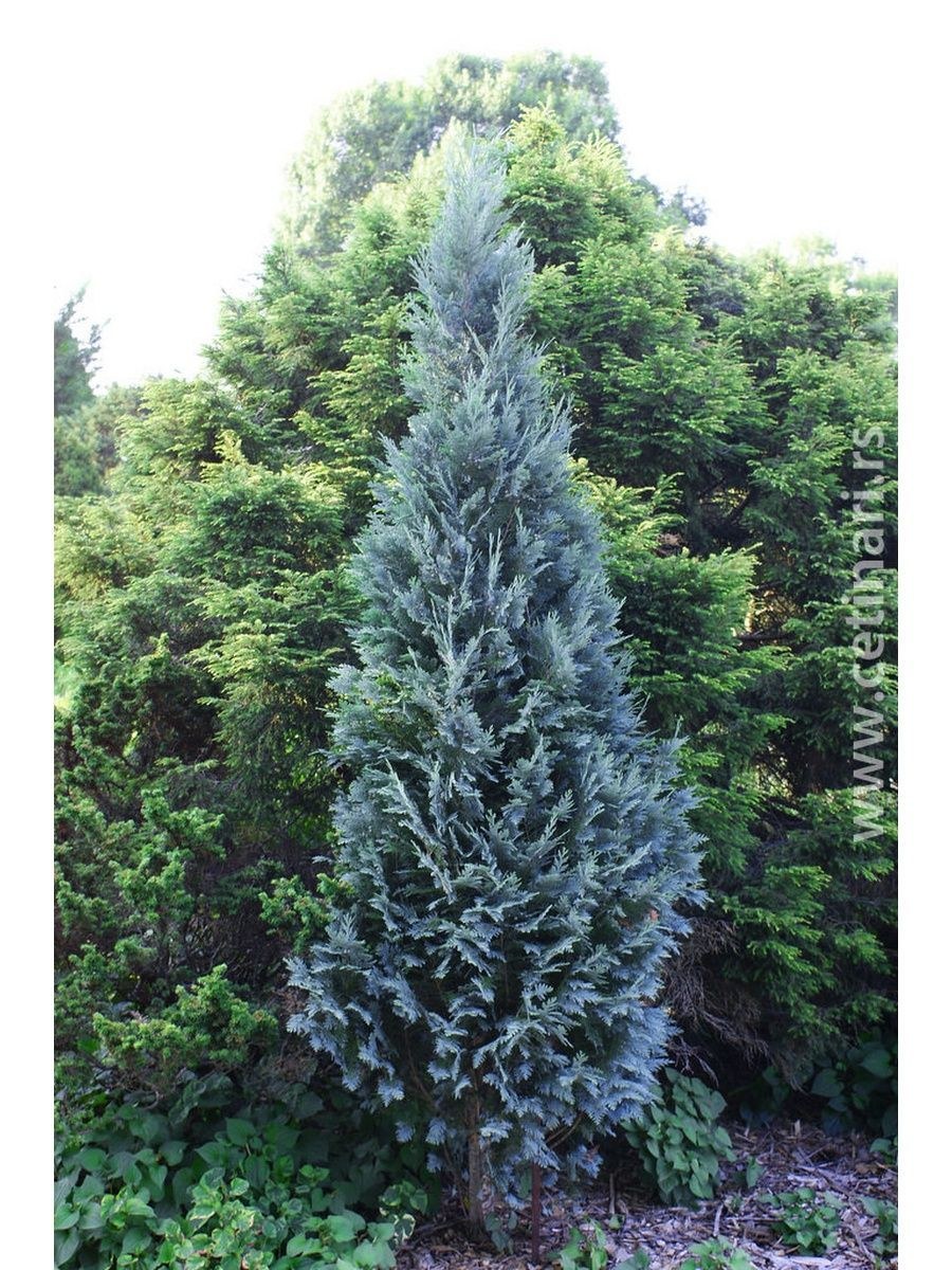 Кипарис Колумнарис Глаука