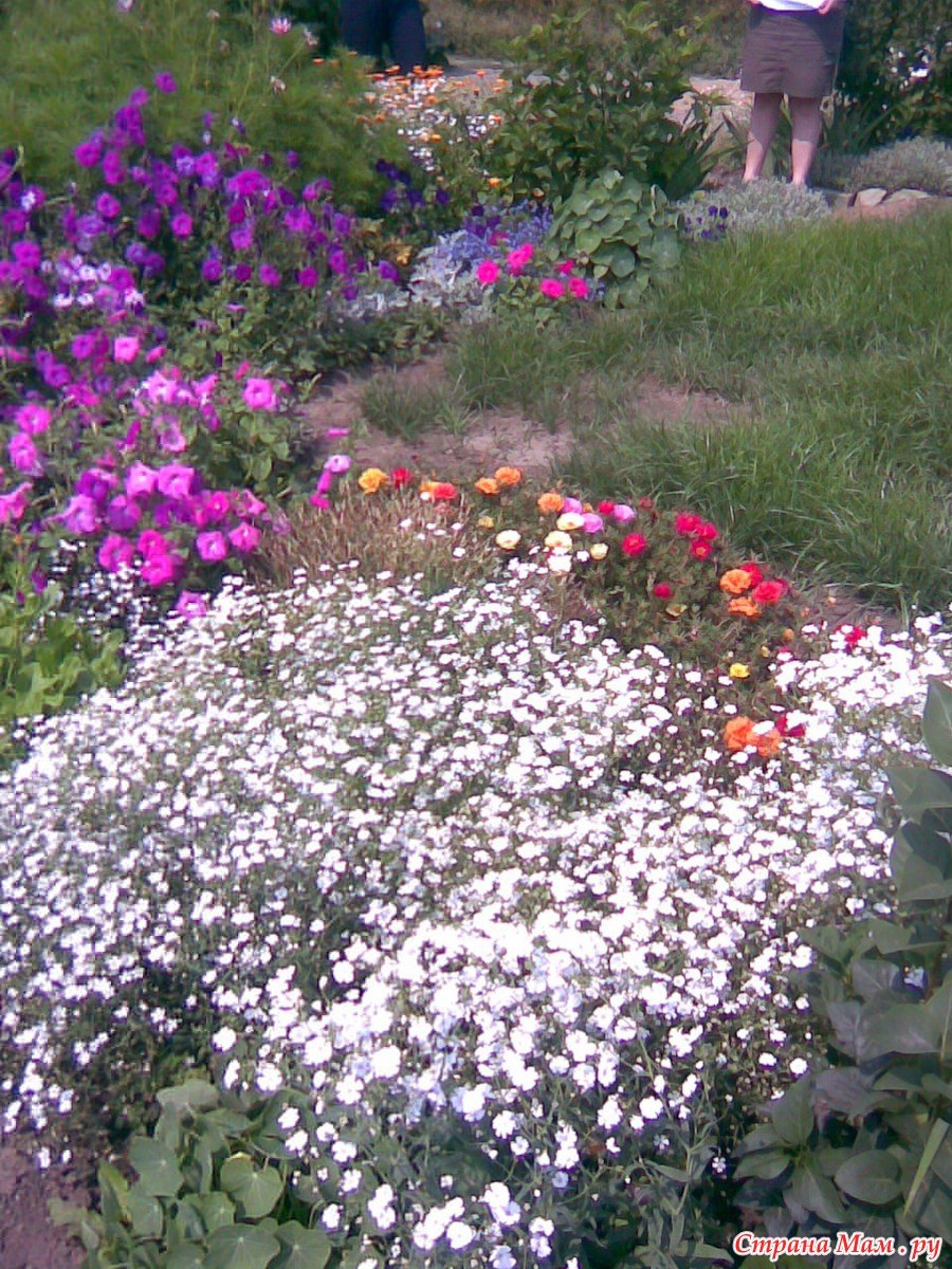 Гипсофила метельчатая Сноуфлейк