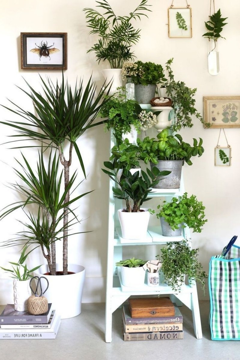 Комната с растениями