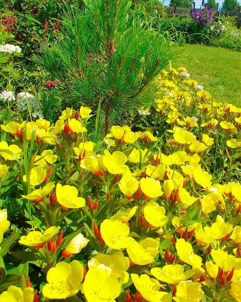 Энотера миссурийская Золотая