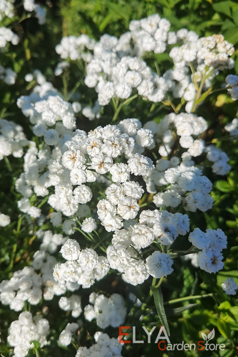 Птармика тысячелистник белый жемчуг в букете