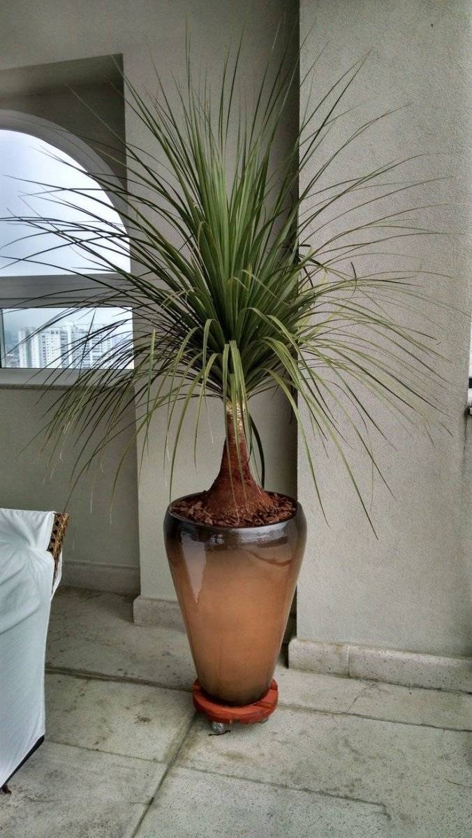 Цветущая Бокарнея